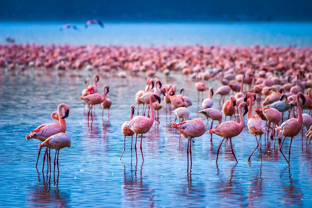 Nakuru Town NKU